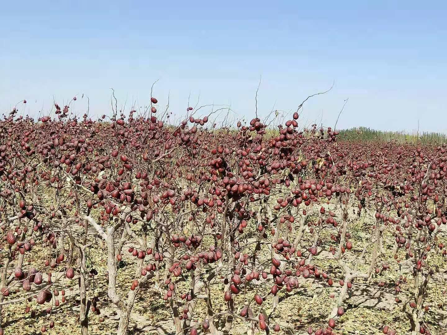和田大枣果园全景
