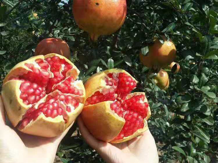 番石榴成熟前后颜色对比图