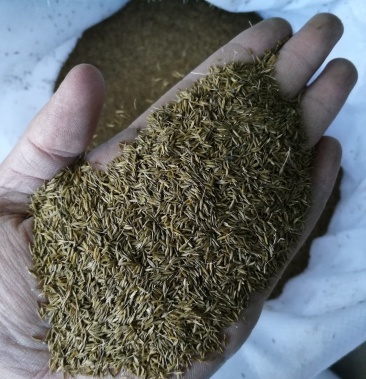 蒲公英种子 婆婆丁种子