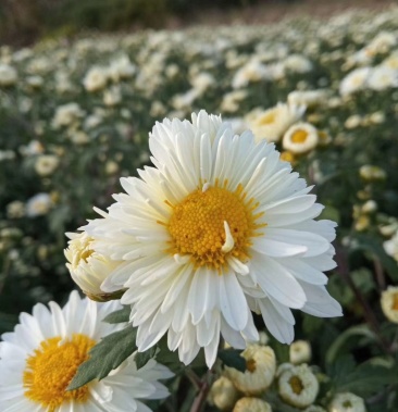福白菊湖北麻城福田河出产福白菊鲜花