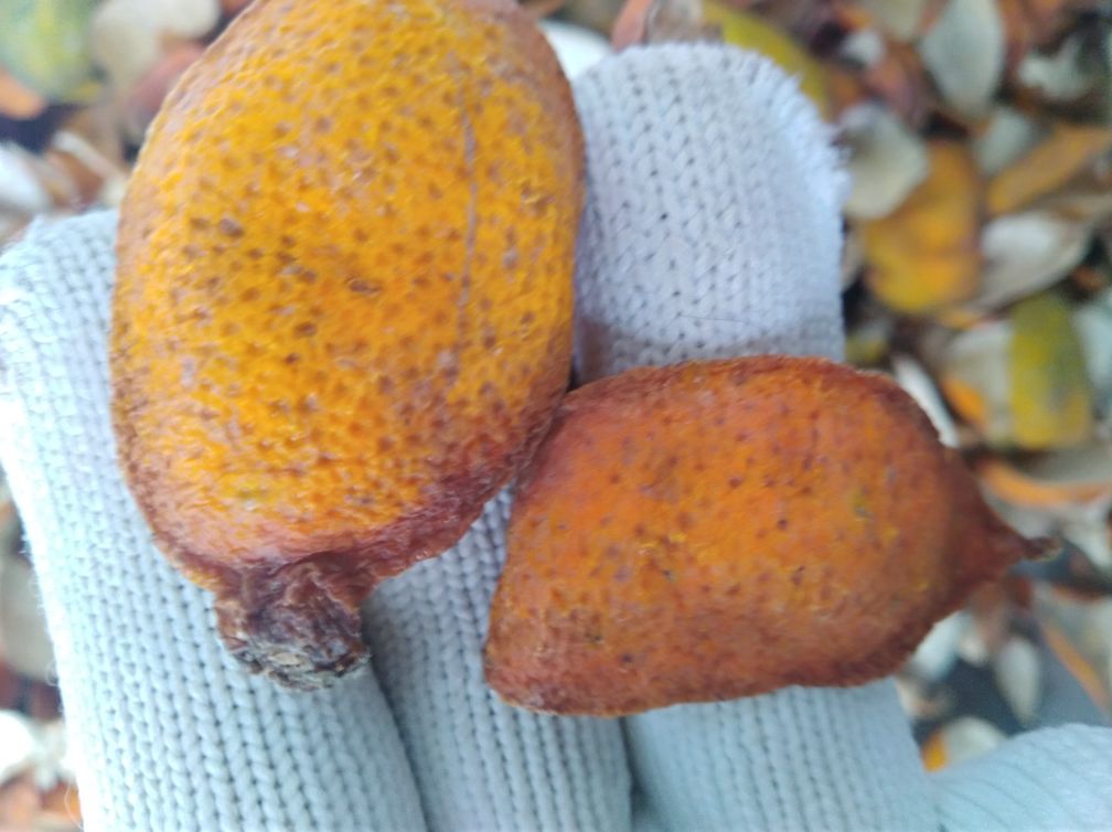 优质山楂干与陈皮实物图