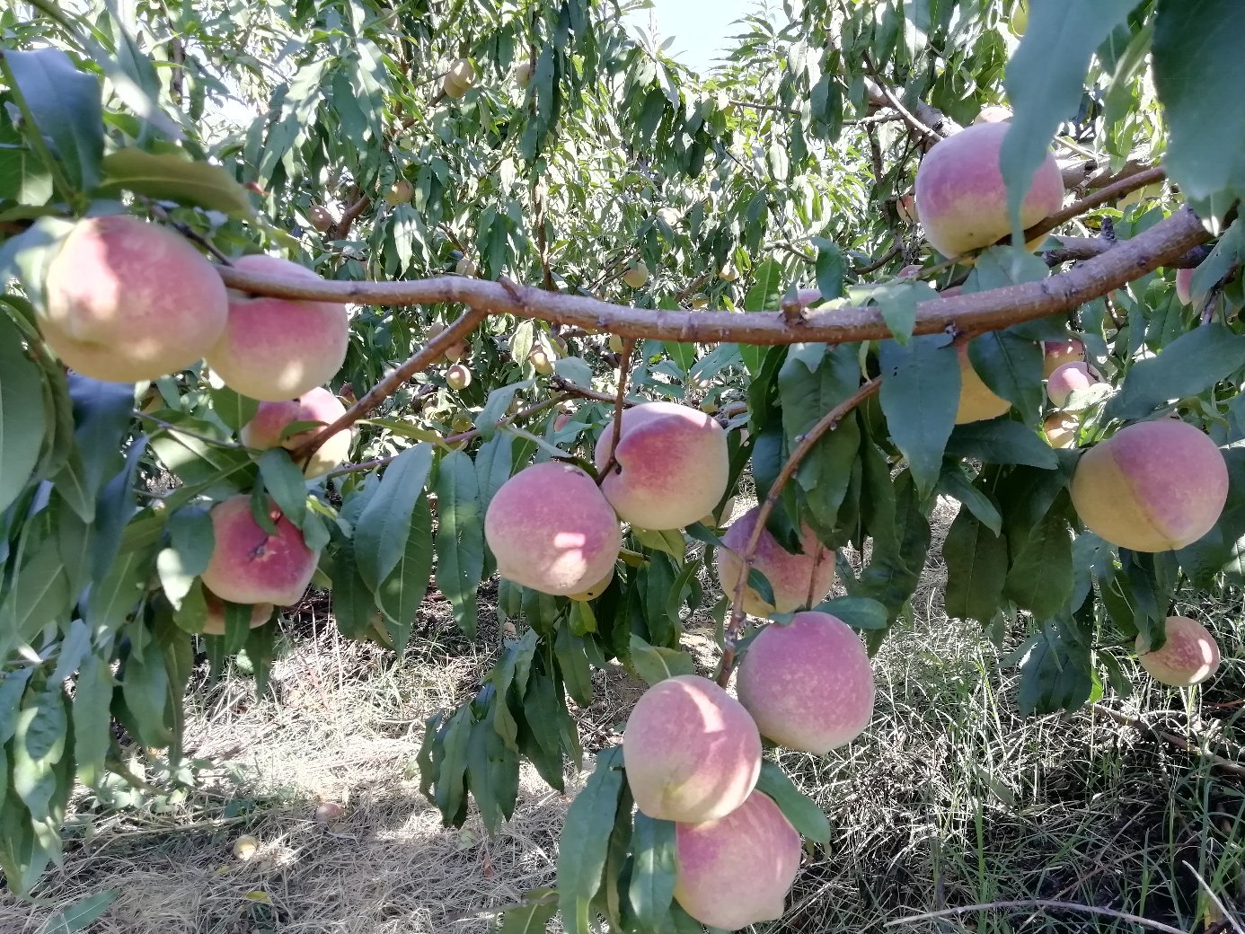 果农在清晨的果园中手工采摘成熟的冬桃,树上挂满红润饱满的果实,篮子里堆满新鲜采摘的冬桃,背景为山地梯田和薄雾缭绕的清晨景象 成熟冬桃采摘场景