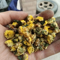 烤干的菊花