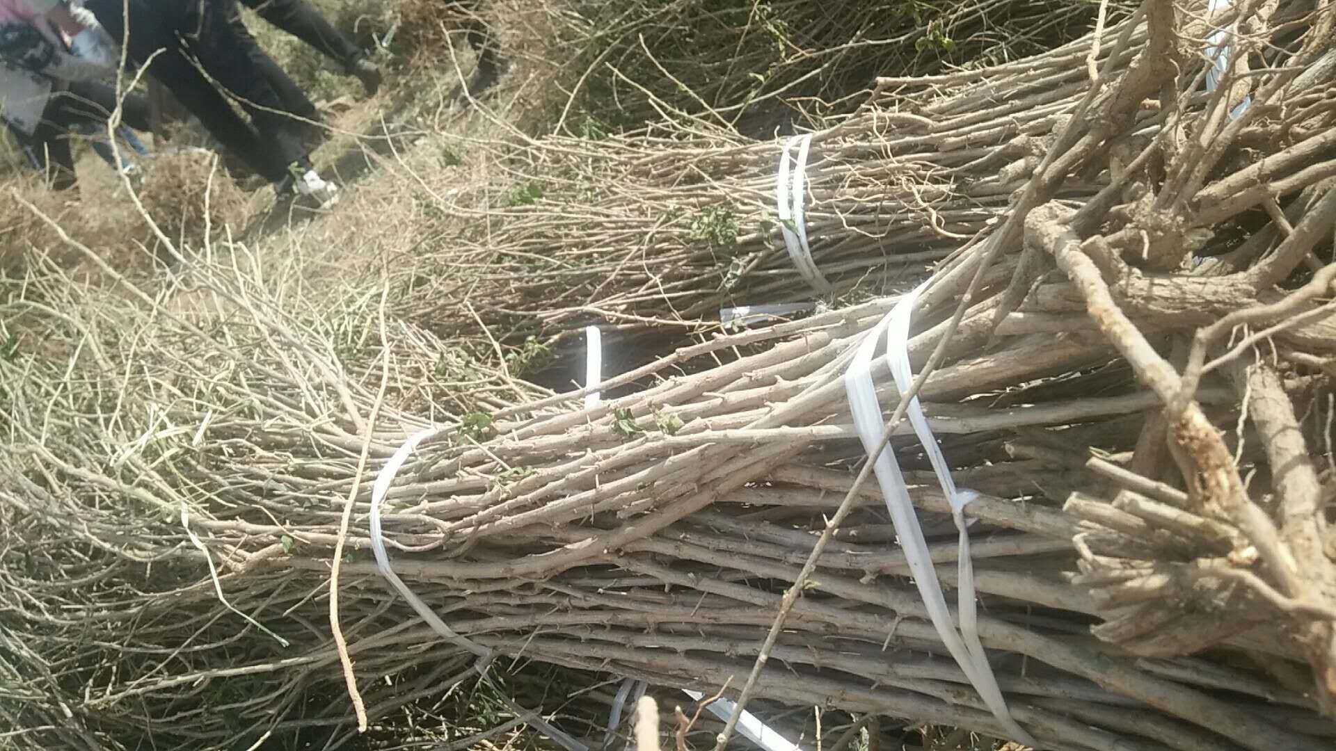 西瓜压枝操作过程图