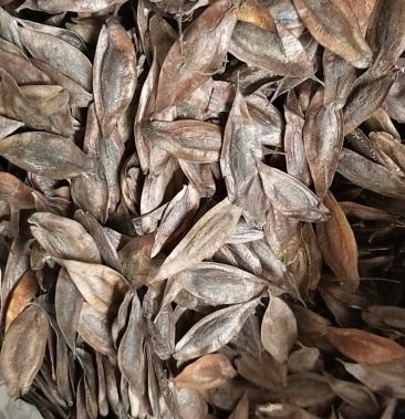 [杜仲树批发]杜仲籽价格10.00元/棵 - 一亩田