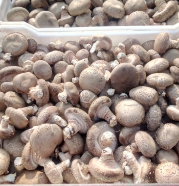 [干香菇批发]135香菇价格4.50元/斤 - 一亩田