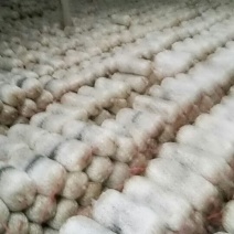 菌棒