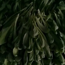 大叶蒿子，茼蒿菜菜