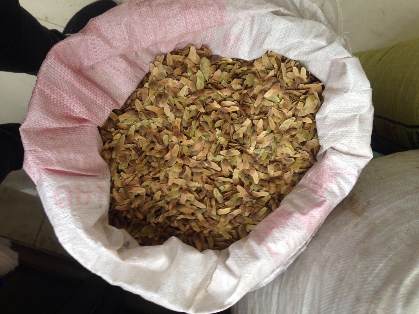 五角枫的翅果结构