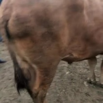 长年供应骡马牛驴