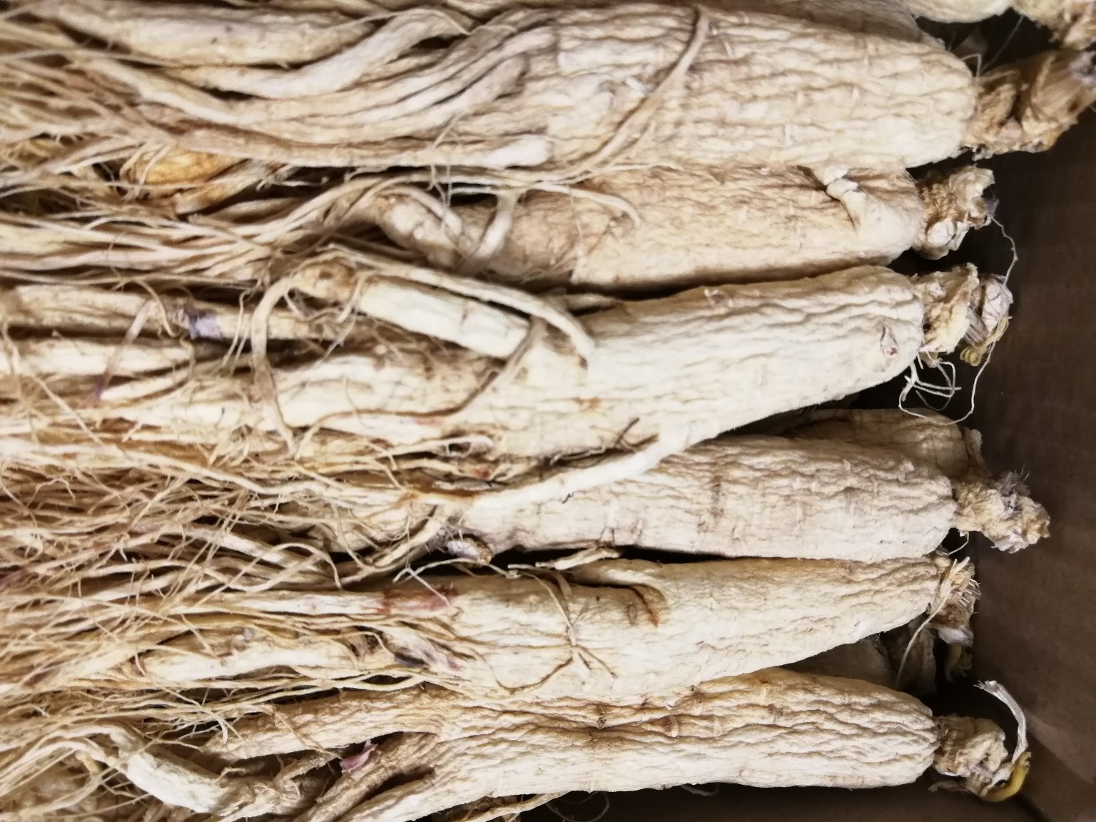 鲜人参与干人参对比图