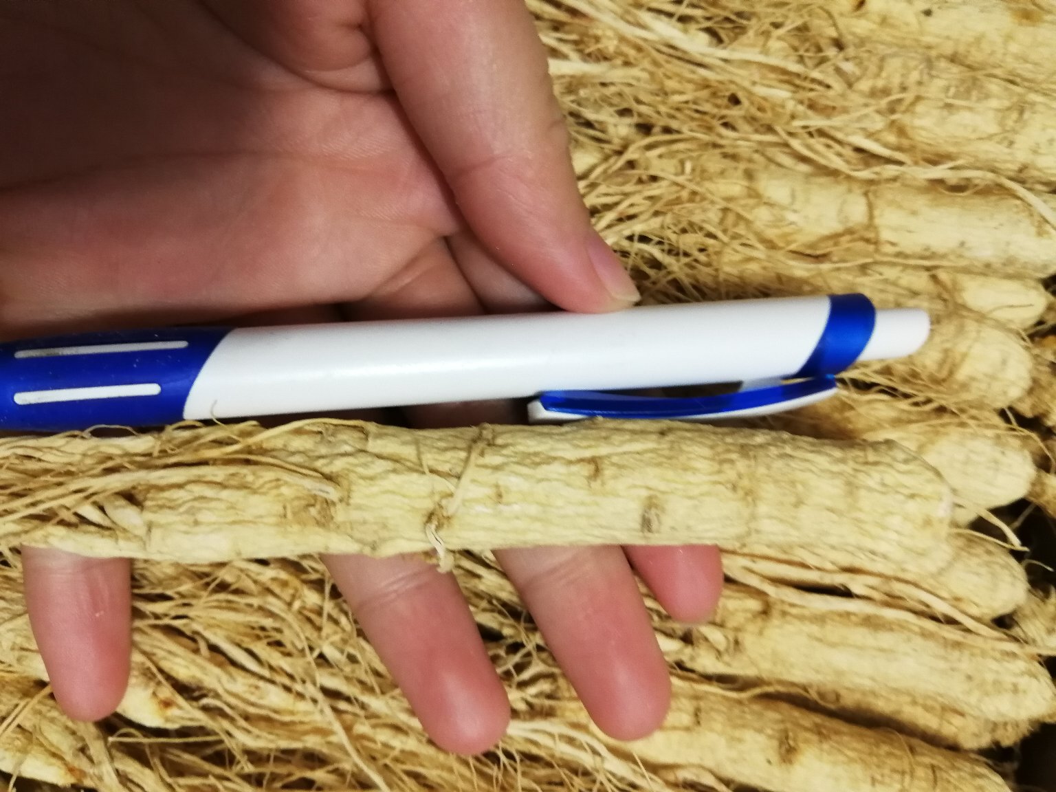 一组并列摆放的不同等级生晒参样本,左侧为一级参(粗壮大支),中间为四级参,右侧为七级参(细小密集),背景标注‘每500g支数’分别为20支、50支、70支,突出七级参的小支密集特征 七级生晒参与其他等级对比图示