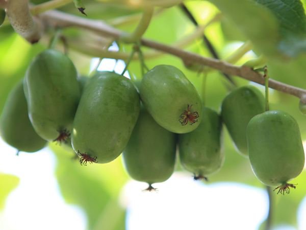藤梨与猕猴桃植株对比图：左侧为栽培猕猴桃（中华猕猴桃）成年藤蔓，茎粗壮、皮孔明显；右侧为野生藤梨（软枣猕猴桃），枝条纤细柔韧，叶片略小且边缘锯齿更密，两株均处于秋季落叶前生长期，根际可见浅层盘结状侧根