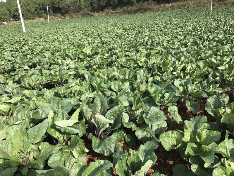 一片开阔的冬日菜地,成片的红菜苔整齐排列,茎叶挺拔,顶端嫩苔呈现出鲜明的紫红色,在阳光照射下叶片带有轻微反光,土壤湿润,背景为淡蓝色天空与远处农舍,整体画面清新自然,展现丰收景象 红菜苔田间生长实景