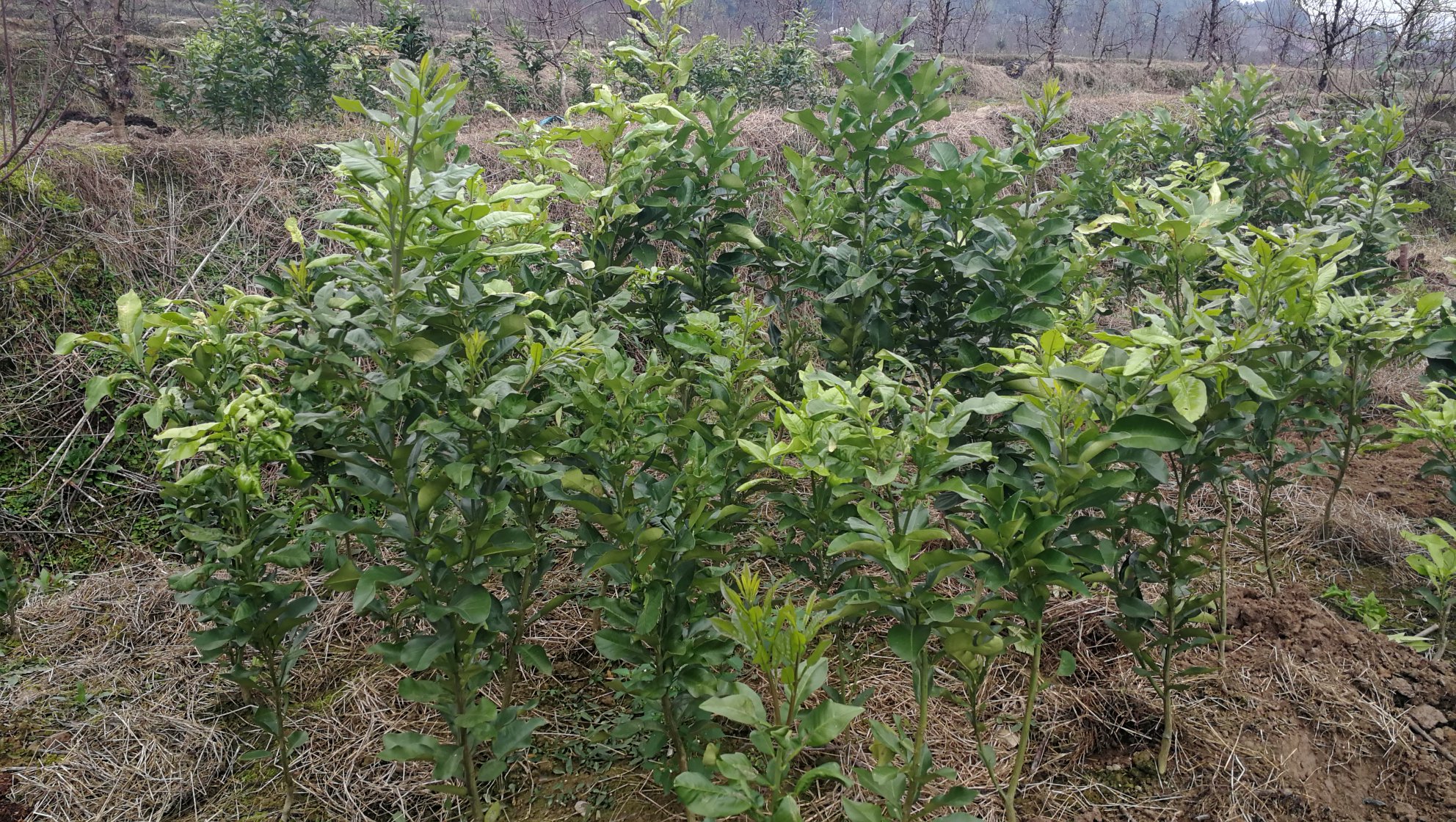 展示中国柚子与柑橘主要种植区域分布图,标注代表性产地及年产量 柚子与柑橘主要产区分布图
