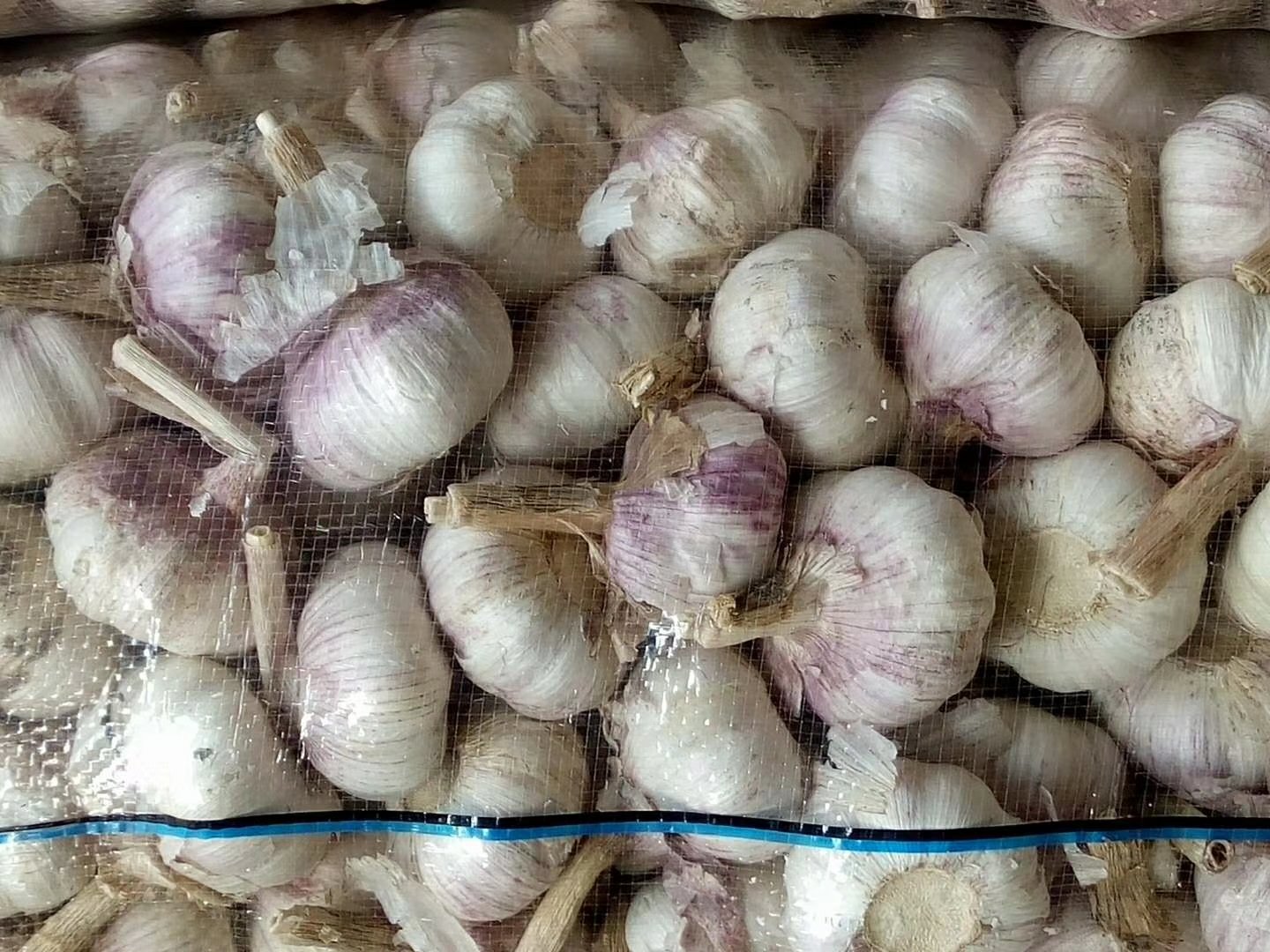 冷冻真空包装大蒜与常温大蒜的对比展示图