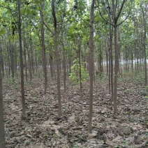 楸树苗！梓树苗！规格齐全！价格优惠！