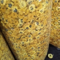 徽州皇菊，金丝皇菊