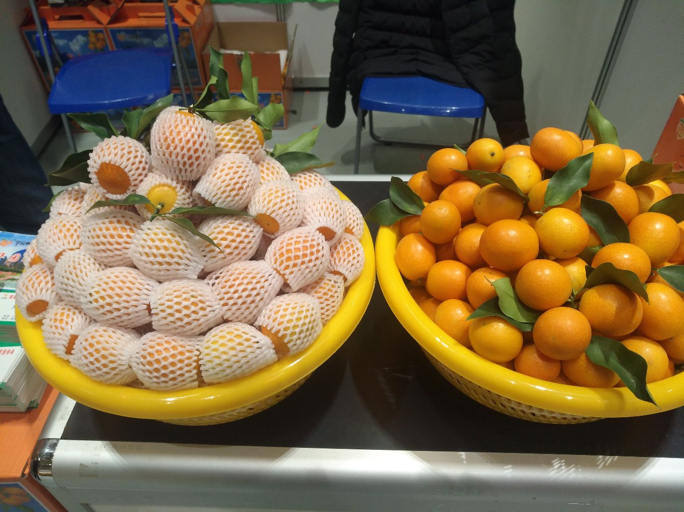 两盘并列摆放的新鲜农产品,左侧为橙黄色的成熟金桔,果实饱满圆润,表皮光亮;右侧为青绿色的小型金桔,即青金桔,果形细长略扁,表面带有自然光泽,背景为田园采摘环境,突出农产品原生态特质 成熟金桔与青金桔对比图