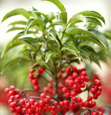 [朱砂根批发]凉伞盖珍珠价格3.00元/棵 - 一亩田