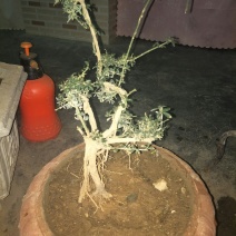 甘肃武都:甘小迎春迎春花