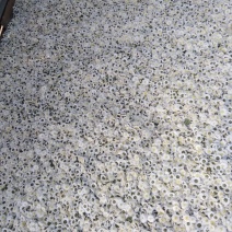 黄山贡菊