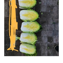蔬菜