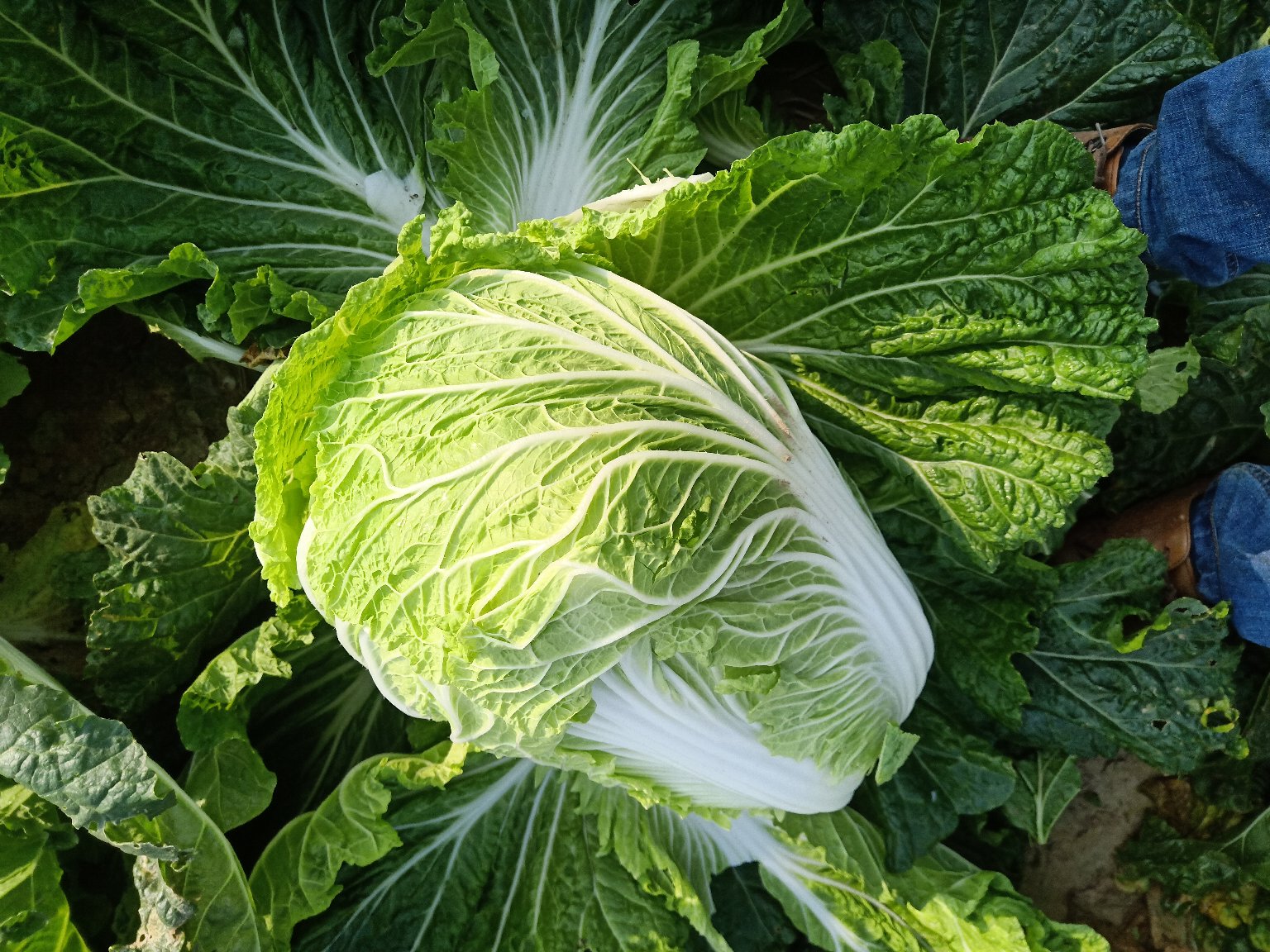 中油杂36号植株特写