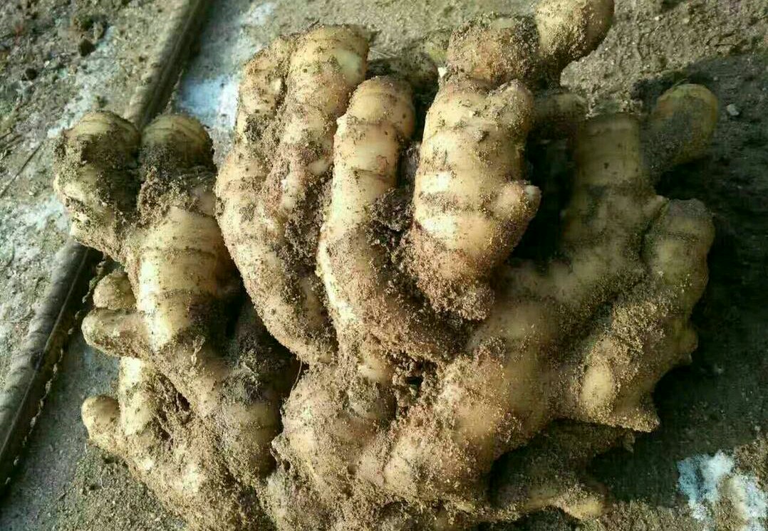 显微级特写镜头:劈秸处理后的姜株基部土表处,数枚饱满乳白色子姜芽点突破表土,芽长0.5–1.2cm,包裹半透明蜡质鞘,周围土壤颗粒清晰可见,背景虚化突出新生组织鲜活质感 劈秸后7天子姜萌发特写