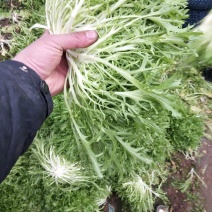 苦菊
