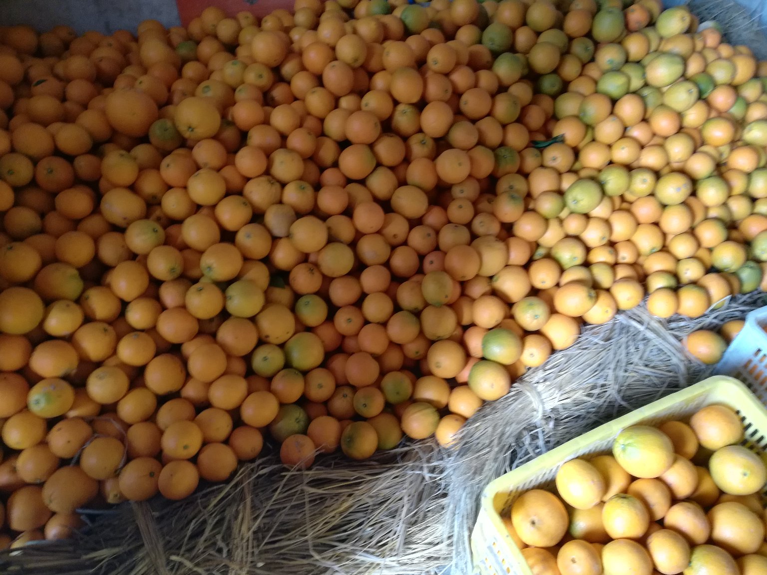 两张并列图像:左侧为未成熟绿皮红心脐橙,右侧为完全成熟橙红色外皮、切开后果肉呈粉红至紫红色;旁边标注‘发育期 vs 成熟期’;背景为实验室光照箱或田间观测点 红心脐橙果实发育对比图