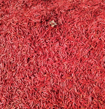 [鲜辣椒批发]精品红太阳辣椒价格7.80元/斤 - 一亩田