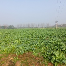 儿菜大量上市，质优价廉