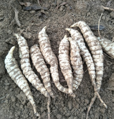 地参虫草参银条菜地蚕子