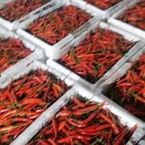 云南精品小米椒艳红，质量好，保质保量大量上市