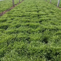 精品苦菊大量上市欢迎定购