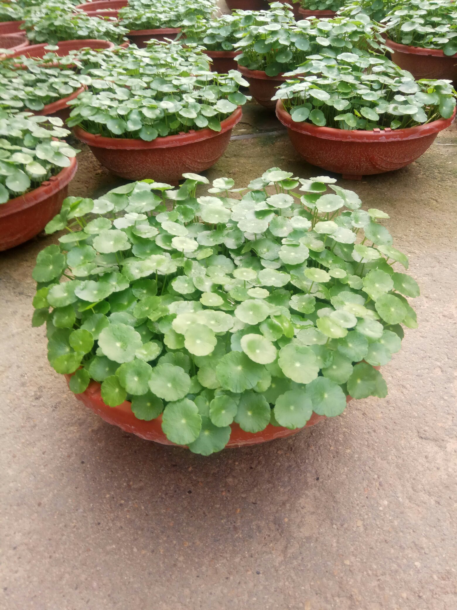 [铜钱草批发]大盆铜钱草. 临沂创意金钱基地价格5.30元/盆 - 一亩田