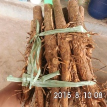 缅甸柚木金丝楠柚木苗绿化观赏庭院造林经济种植苗乔灌木楠木