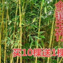 金镶玉竹