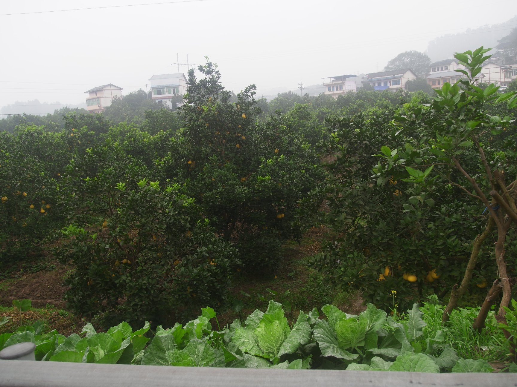 一场热闹的沙田柚丰收节现场,舞台背景写着‘中国沙田柚之乡’,村民穿着民族服饰跳舞,台前摆放着一排金黄硕大的沙田柚,观众手持柚子参与互动游戏,充满喜庆氛围 沙田柚丰收节活动现场