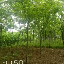 栾树