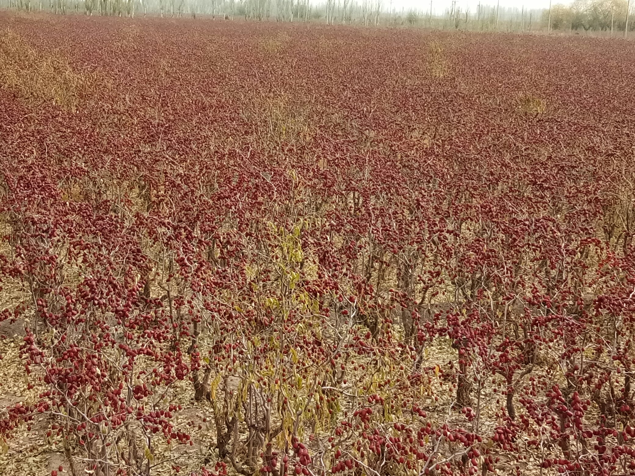 一片广阔的骏枣种植园,枣树整齐排列,枝叶繁茂,树上挂满成熟的深红色骏枣,远处可见雪山背景,阳光洒落,地面干燥少杂草,体现干旱区绿洲农业特征 骏枣生长环境实景图