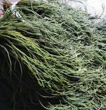 [伸筋草批发]马尾伸筋草!马尾草!伸筋草价格860.00元/斤 - 一亩田