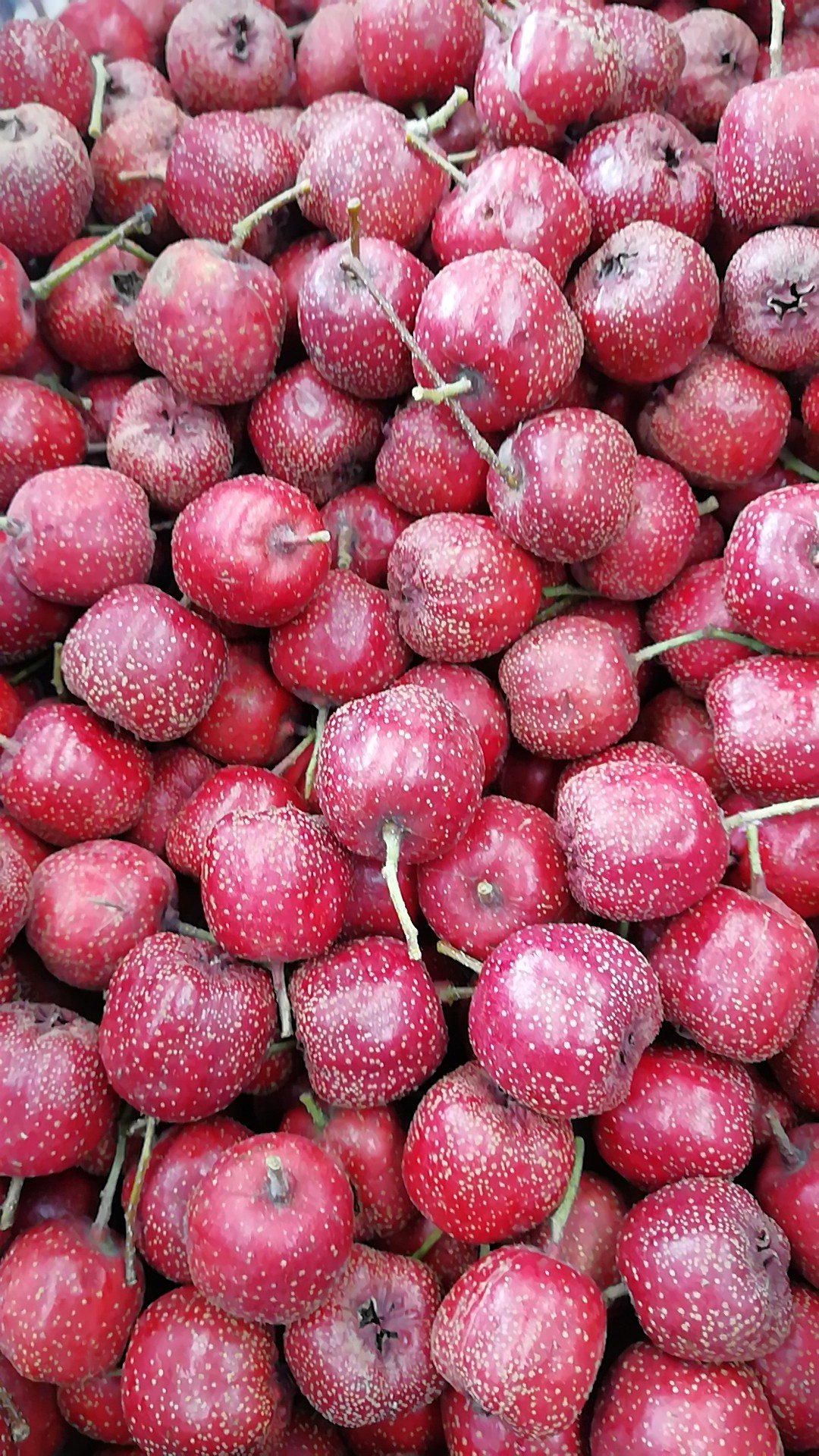 铁山楂,四季都不化糖的品种,硬度好耐储存,耐运输