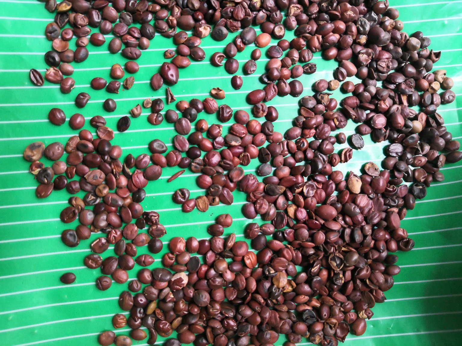 侧柏仁显微结构与包装展示图