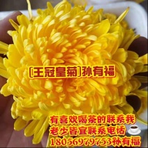 金丝黄菊