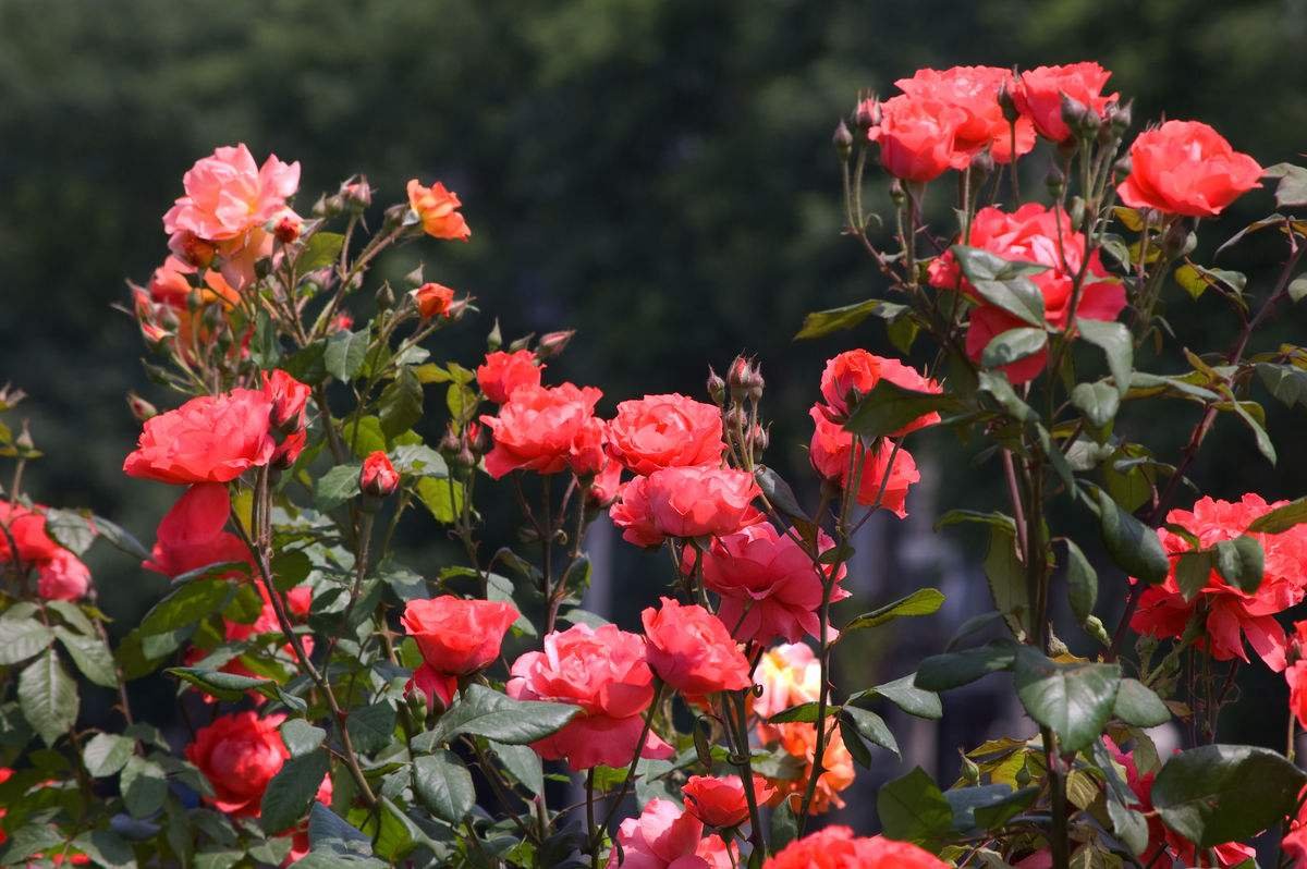盛开的大花月季特写