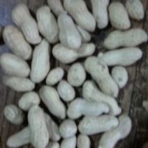 栝楼根