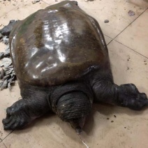 野生大甲鱼