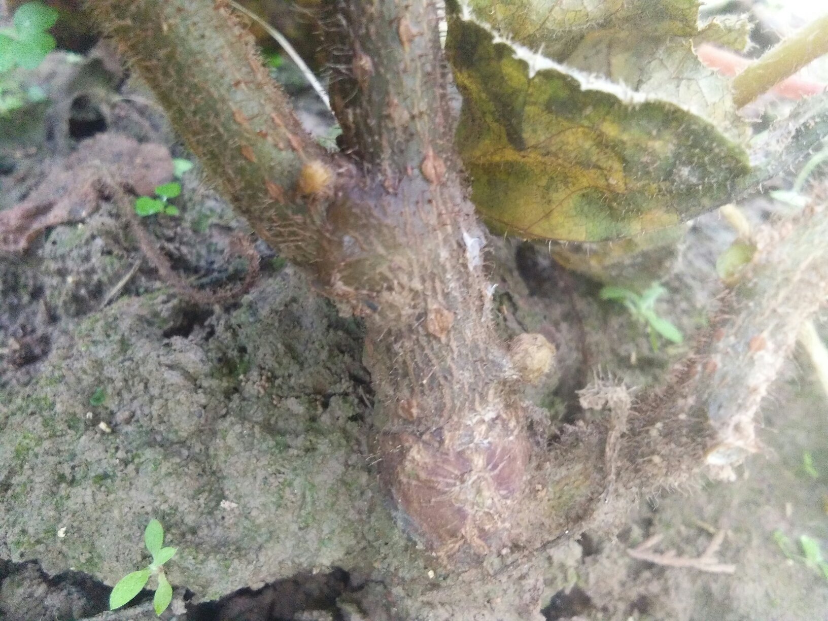猕猴桃根系结构